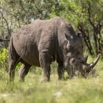 Виртуальное сафари по дикой Африке с носорогами и другими животными