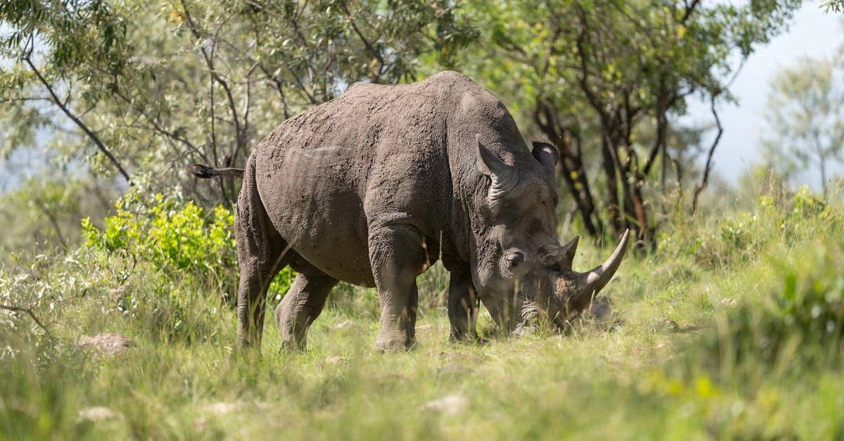 Виртуальное сафари по дикой Африке с носорогами и другими животными
